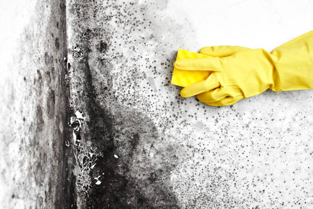Best Residential Mold Removal  in Stratford, NJ