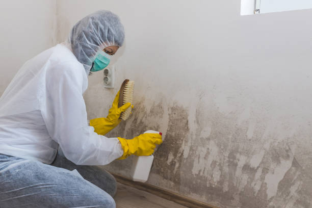 Best Professional Mold Removal  in Stratford, NJ