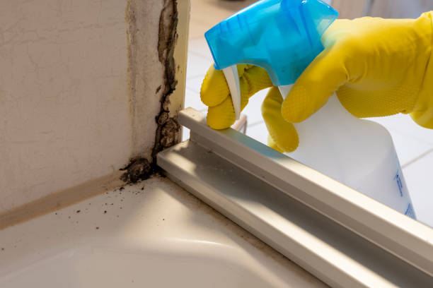 Best Commercial Mold Removal  in Stratford, NJ