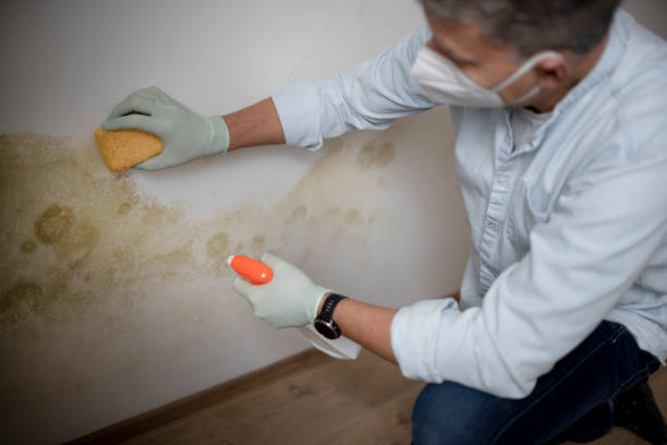 Certified Mold Removal in Stratford, NJ