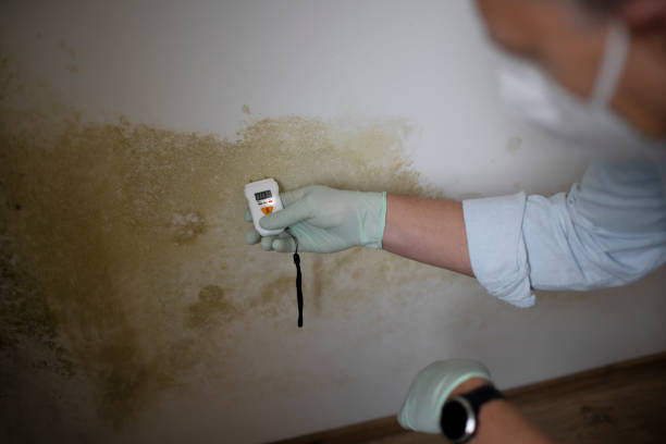 Best Local Mold Removal Service  in Stratford, NJ