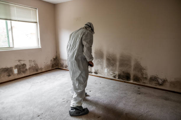 Best Professional Mold Removal  in Stratford, NJ